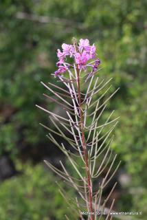 rrente Quarantore-05-08-2015 17-30-07